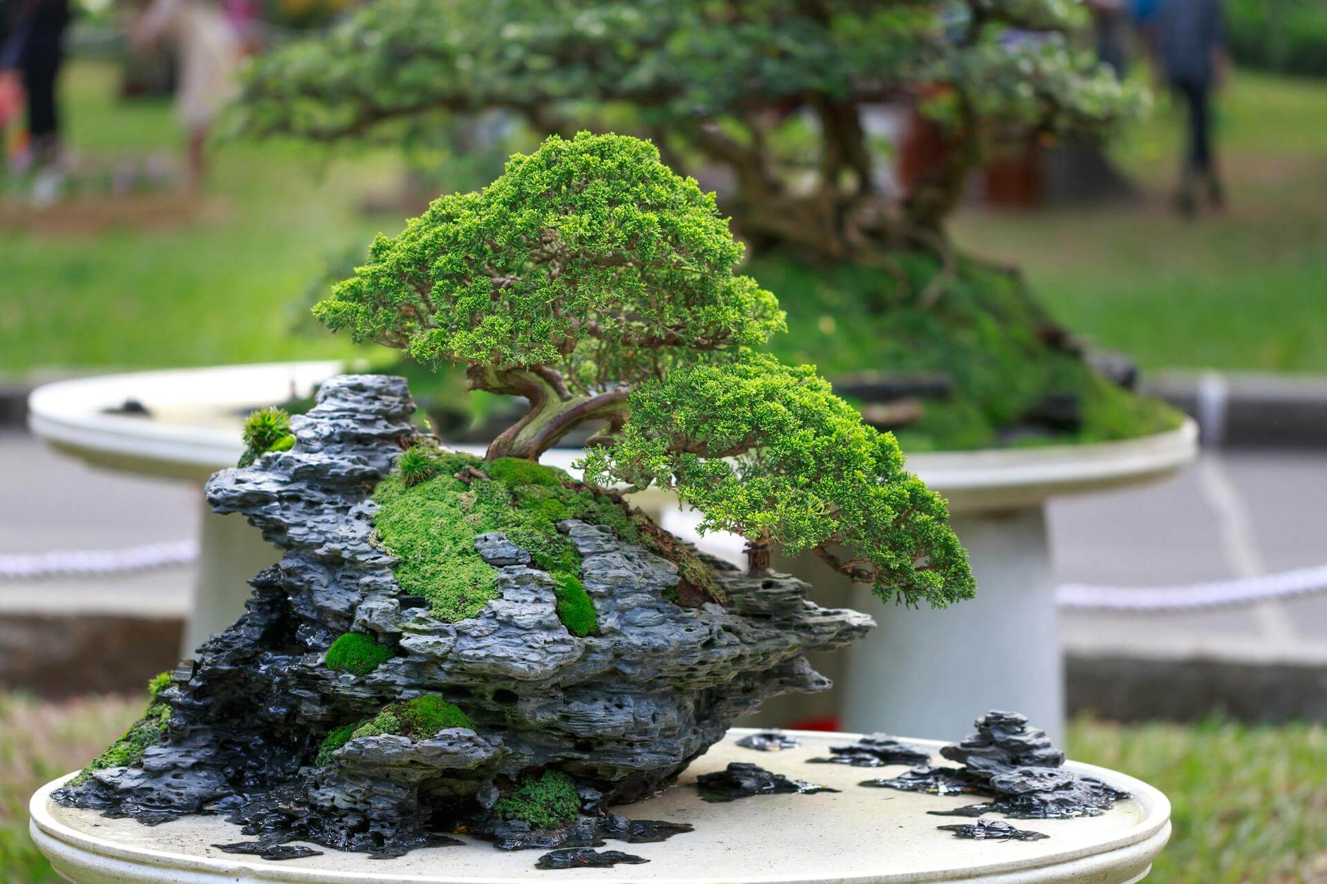 Initiation au Bonsaï à Tokyo